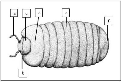 Struktur tubuh Pill milipede